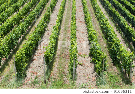 Vineyard and blue sky at the German Countryside 91696311