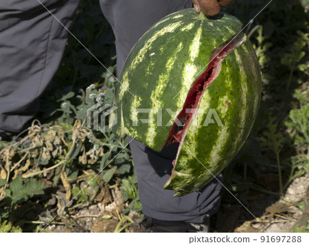 man holding big broken watermelon close up detail 91697288