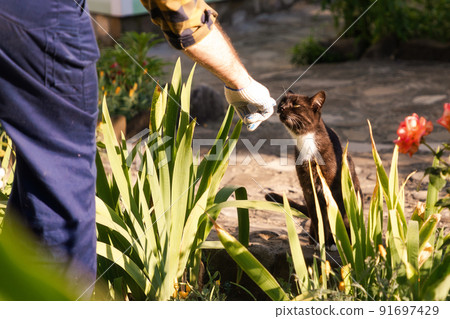 Farmer in overalls reach hand to black cat, closeup. Pet at kitchen-garden. In the background is a backyard. The concept of gardening and farm lifestyle 91697429