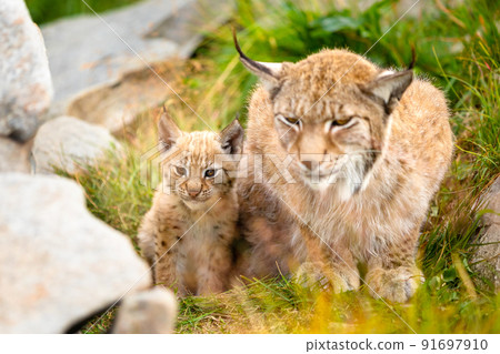 Caring lynx mother and her cute young cub hiding in the grass 91697910
