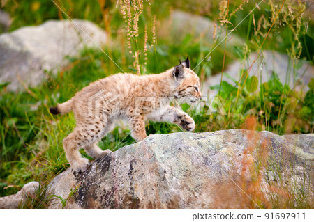 Lynx Cub Exploring the World and Walking On Rock In Forest 91697911