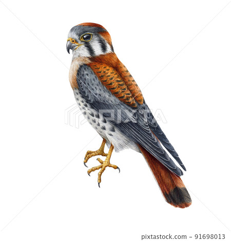Kestrel realistic watercolor illustration. Hand drawn falco sparverius North America native wildlife bird. Kestrel bird on white background. Wild forest avian 91698013