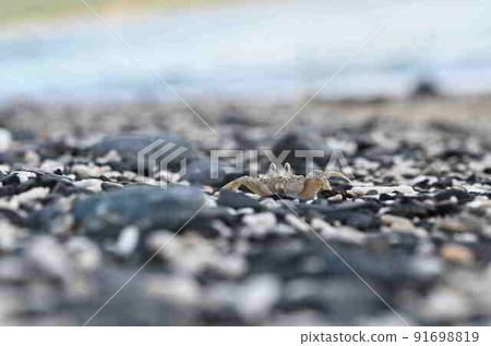 A group of ghost crabs living on the coast of Amami Oshima 91698819