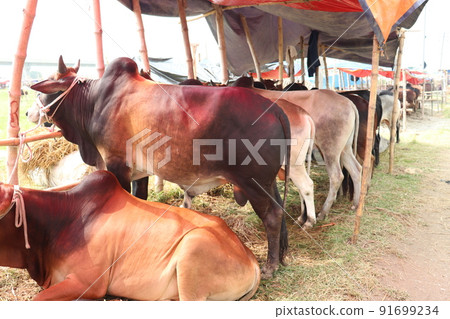 cow stock on Bazaar for sell eid ul adha cow stock on Bazaar for sell eid ul adha 91699234