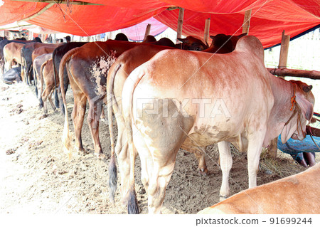 cow stock on Bazaar for sell eid ul adha cow stock on Bazaar for sell eid ul adha 91699244