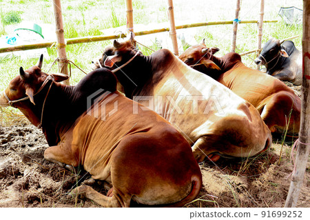 cow stock on Bazaar for sell eid ul adha 91699252