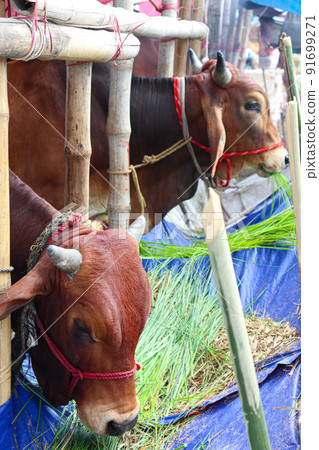 cow stock on Bazaar for sell eid ul adha cow stock on Bazaar for sell eid ul adha 91699271