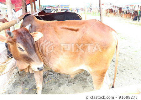 cow stock on Bazaar for sell eid ul adha cow stock on Bazaar for sell eid ul adha 91699273