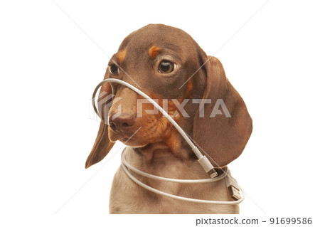 image of dog white background image of dog white background 91699586