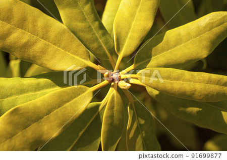 Green leaves pattern background, Natural background and wallpaper 91699877