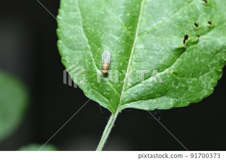 Yellow fruit fly on a leaf. Yellow fruit fly on a leaf. 91700373