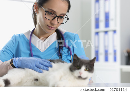 Veterinary care for cute a cat closeup 91701114