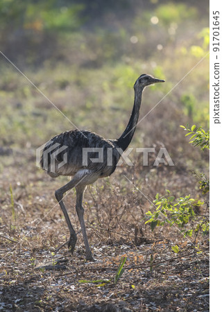 Greater Rhea, Rhea americana, Pantanal,Brazil 91701645