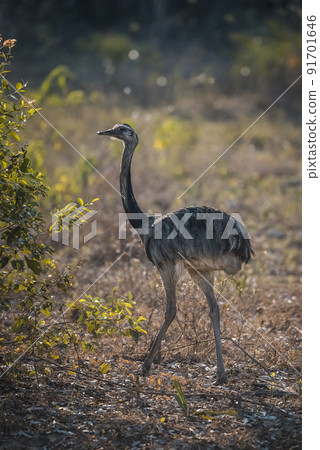 Greater Rhea, Rhea americana, Pantanal,Brazil 91701646