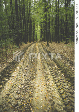 Clay road in the forest with wheel marks 91701664
