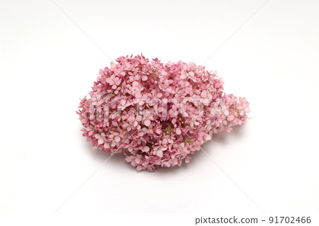 白色背景繡球花 91702466