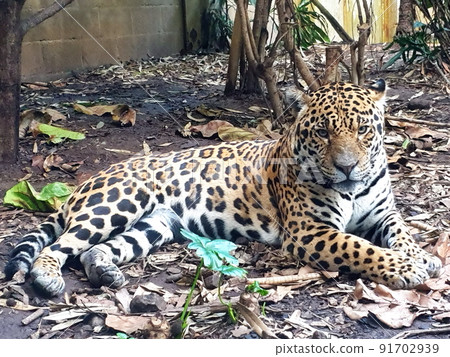 Portrait of a jaguar , Chester zoo, United Kingdom. Portrait of a jaguar , Chester zoo, United Kingdom. 91702939