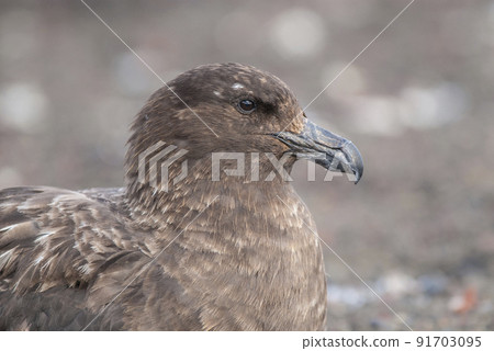 South polar skua,Stercorarius maccormicki, Antartica 91703095