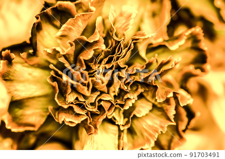 Abstract floral background, orange carnation flower. Macro flowers backdrop for holiday brand design 91703491