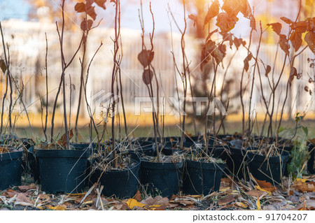 reforestation or set of young trees trunks in pots for planting in fall reforestation or set of young trees trunks in pots for planting in fall 91704207