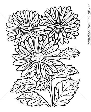 Aster Flower Coloring Page for Adults Aster Flower Coloring Page for Adults 91704214