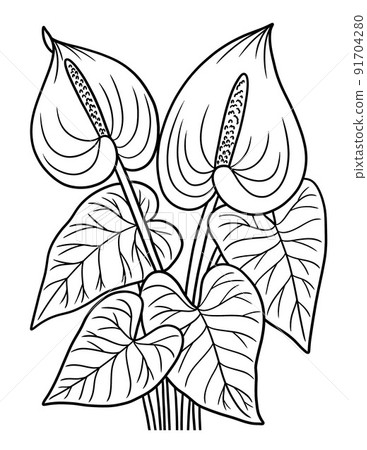Anthurium Flower Coloring Page for Adults 91704280