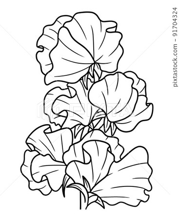 Sweet Pea Flower Coloring Page for Adults 91704324
