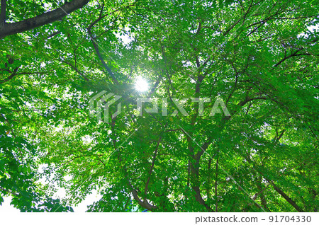 Trees that block the strong summer sunshine eco SDG (Sustainable Development Goals) image Trees that block the strong summer sunshine eco SDG (Sustainable Development Goals) image 91704330