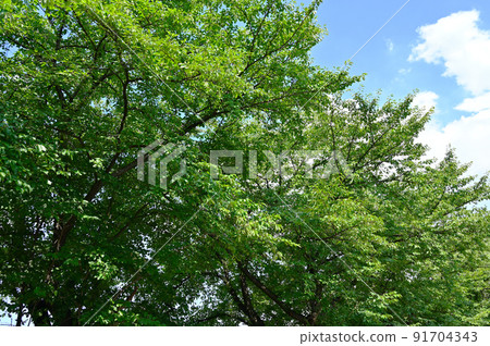 Trees that block the strong summer sunshine eco SDG (Sustainable Development Goals) image Trees that block the strong summer sunshine eco SDG (Sustainable Development Goals) image 91704343