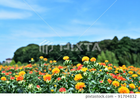 紅花田,紅花,埼玉縣岡川市 紅花田,紅花,埼玉縣岡川市 91704832