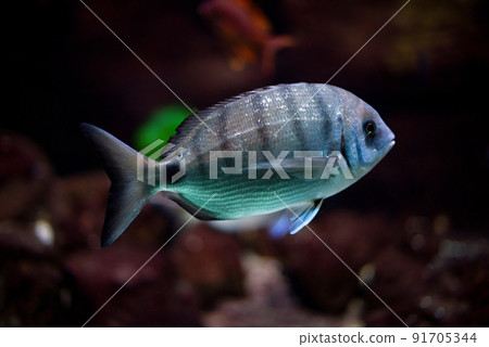Beautiful Scissortail Sergeant swims in water of aquarium Beautiful Scissortail Sergeant swims in water of aquarium 91705344