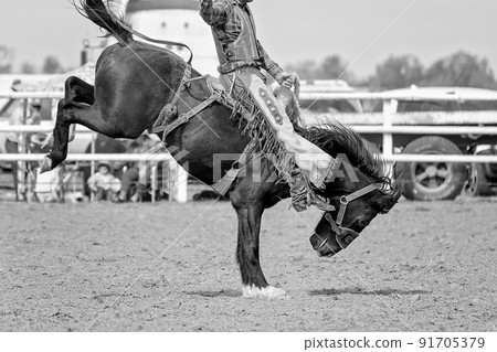 Cowboy On Bucking Bronco At Rodeo Cowboy On Bucking Bronco At Rodeo 91705379