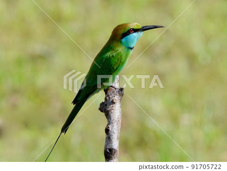 在野生鳥類天堂斯里蘭卡遇見稀有的綠色食蜂鳥 在野生鳥類天堂斯里蘭卡遇見稀有的綠色食蜂鳥 91705722