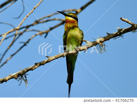 Wild Birds Wild Birds Heaven Sri Lanka. European bee-eater resting on a wetland 91706270