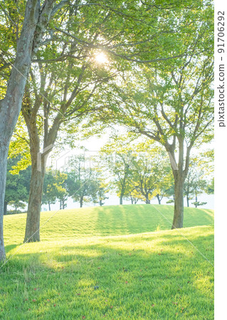 A walk through the grass in the park 91706292