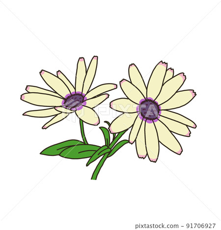 Dimorphoseca - Stock Illustration [91706927] - PIXTA