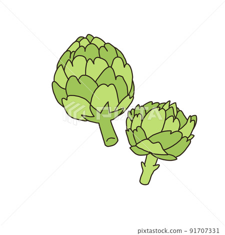 朝鮮薊 朝鮮薊 91707331