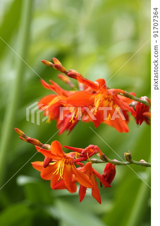 在綠葉上閃耀的紅色蒙布雷蒂亞花 91707364