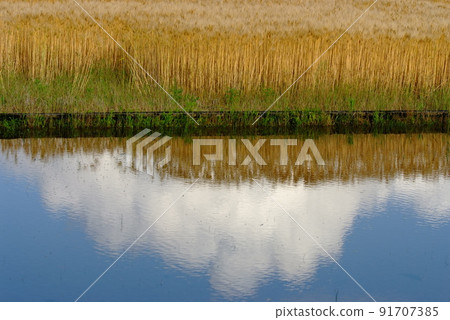 Sakai City, Fukui Prefecture Barley and blue sky near harvest are sunk into the rice fields 91707385