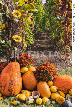 Halloween pumpkin and chrysanthemum flowers, fall decoration. Entrance labyrinth at fest Halloween pumpkin and chrysanthemum flowers, fall decoration. Entrance labyrinth at fest 91707391