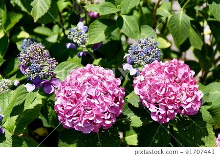 hydrangea hydrangea 91707441