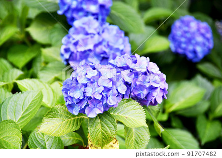 繡球 91707482