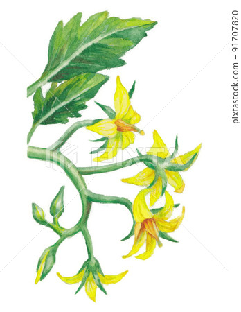 櫻桃番茄花的水彩插圖 櫻桃番茄花的水彩插圖 91707820