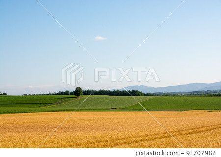 A hill with golden wheat fields and green vegetable fields A hill with golden wheat fields and green vegetable fields 91707982