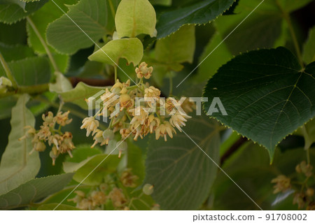 椴樹花 椴樹花 91708002