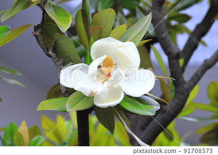 Large flowers and buds of magnolia magnolia 91708373