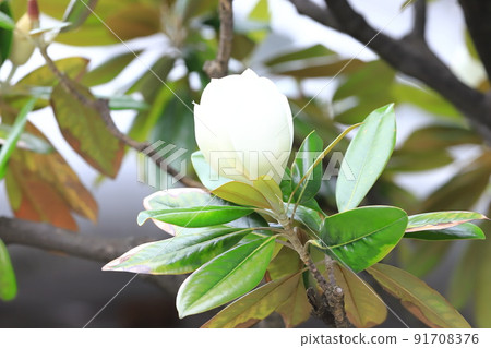 Large flowers and buds of magnolia magnolia Large flowers and buds of magnolia magnolia 91708376