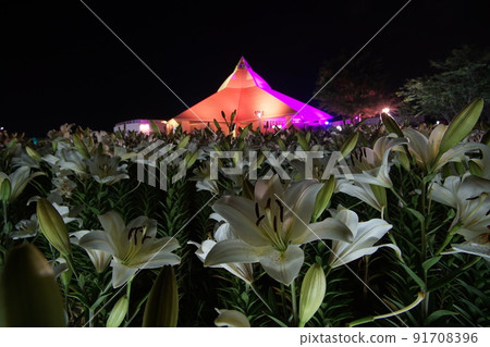 福井縣堺市百合之裡公園,一株變成橙色的百合和一株盛開的白百合 福井縣堺市百合之裡公園,一株變成橙色的百合和一株盛開的白百合 91708396