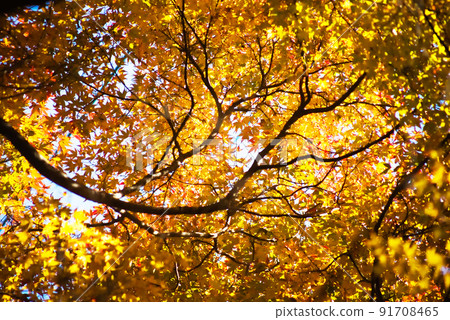 Autumn leaves of Imutaike Autumn leaves of Imutaike 91708465