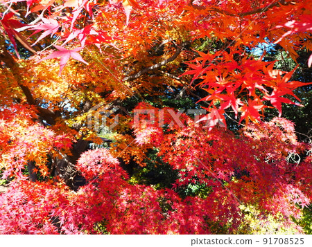 五顏六色的樹 10 91708525